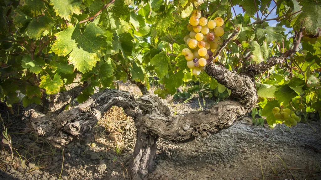 Why Old Vines Produce More Complex Wines