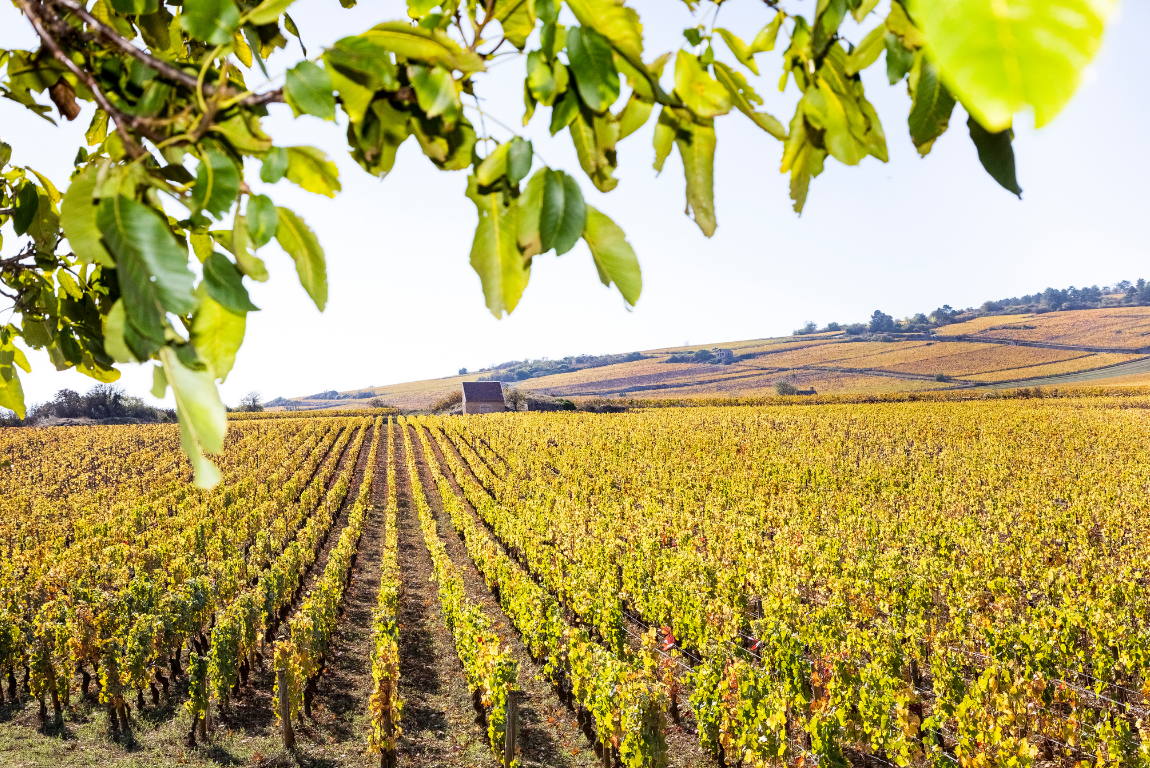 Burgundy: Rolling Hills and Ancient Mosaic Vineyards