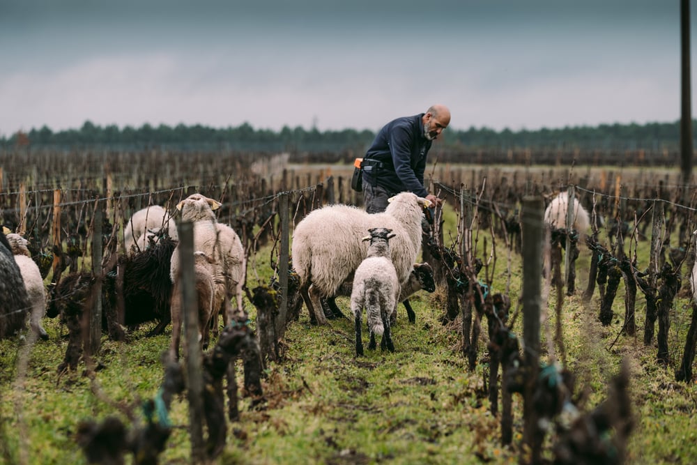 Spend a day in the Médoc exploring Bordeaux’s Left Bank through terroir, appellations, and tasting logic for wine lovers