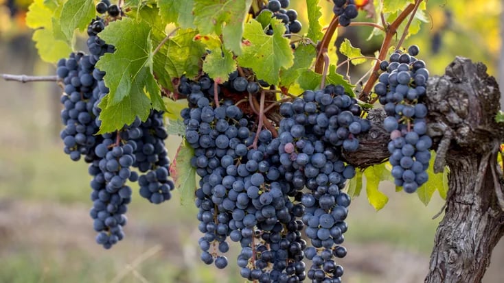 Merlot and Cabernet Franc: A Structural Partnership