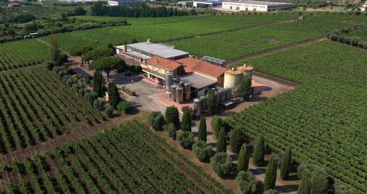 Sustainable Sparkle: Eco-Friendly Winemaking