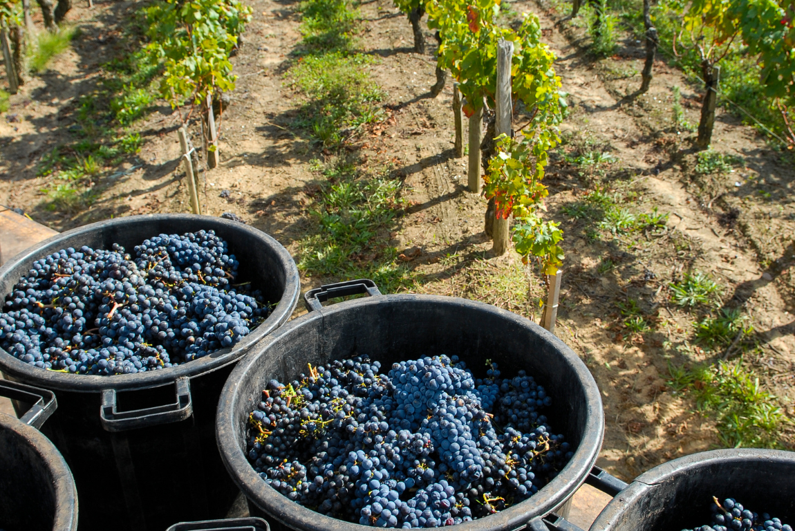 What to Look for as a Wine Traveller