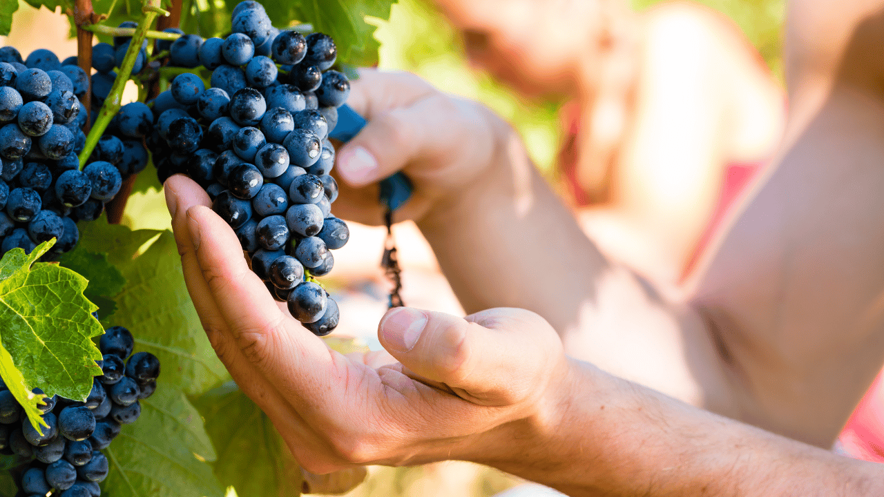 Hand Harvesting in Saint-Émilion