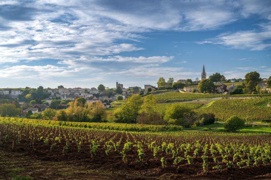 The Role of Terroir in Shaping Style