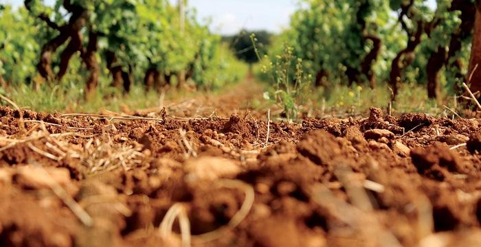 Clay: Richness, Volume, and Immediate Appeal