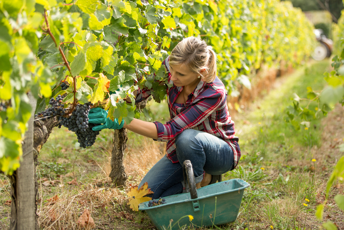 Forgotten Traditions Linked to Harvest and Vineyard Work
