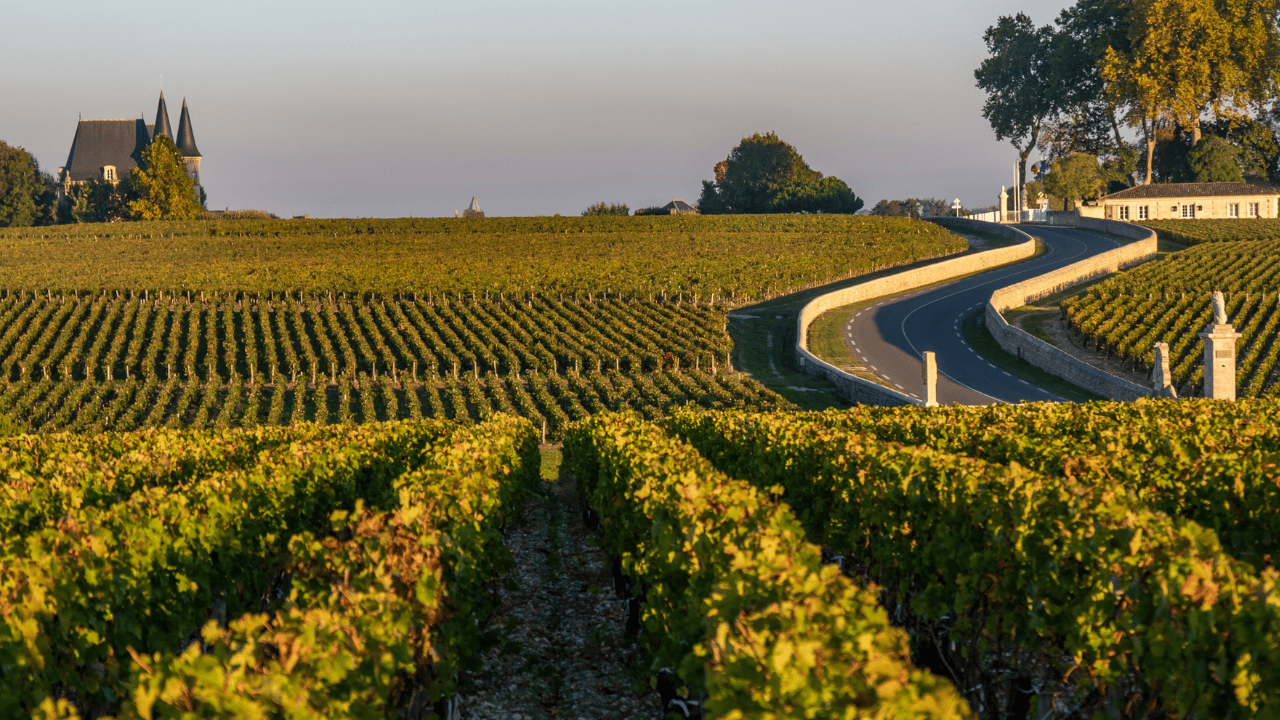 The Vineyards: Where Every Wine Begins