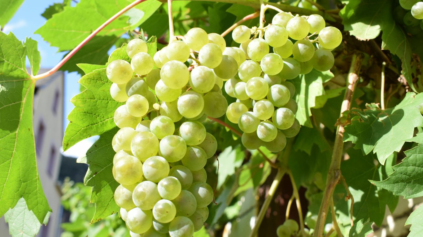 White Grape Varieties and Blending Logic