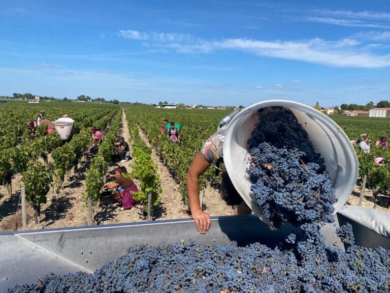 Bordeaux harvest