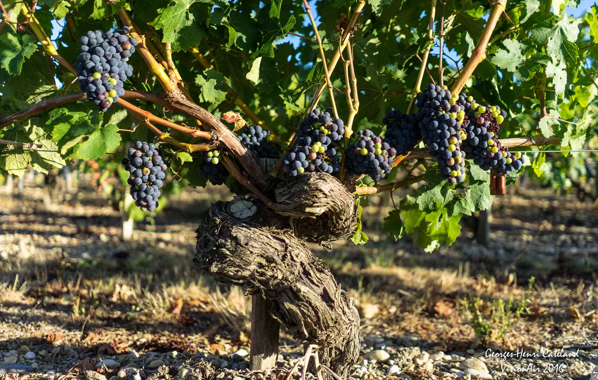 Grape Varieties of Saint-Estèphe