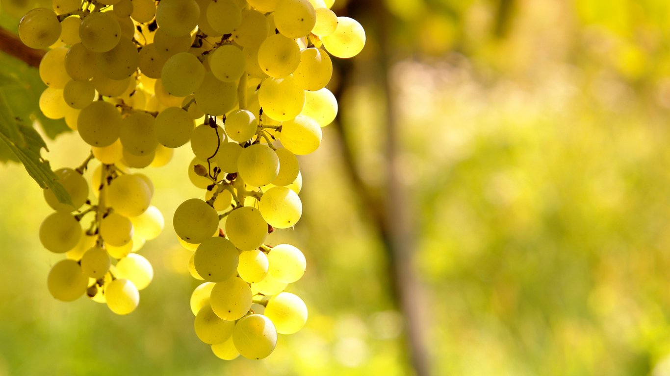 The Aromatic Signature of Sauvignon Blanc
