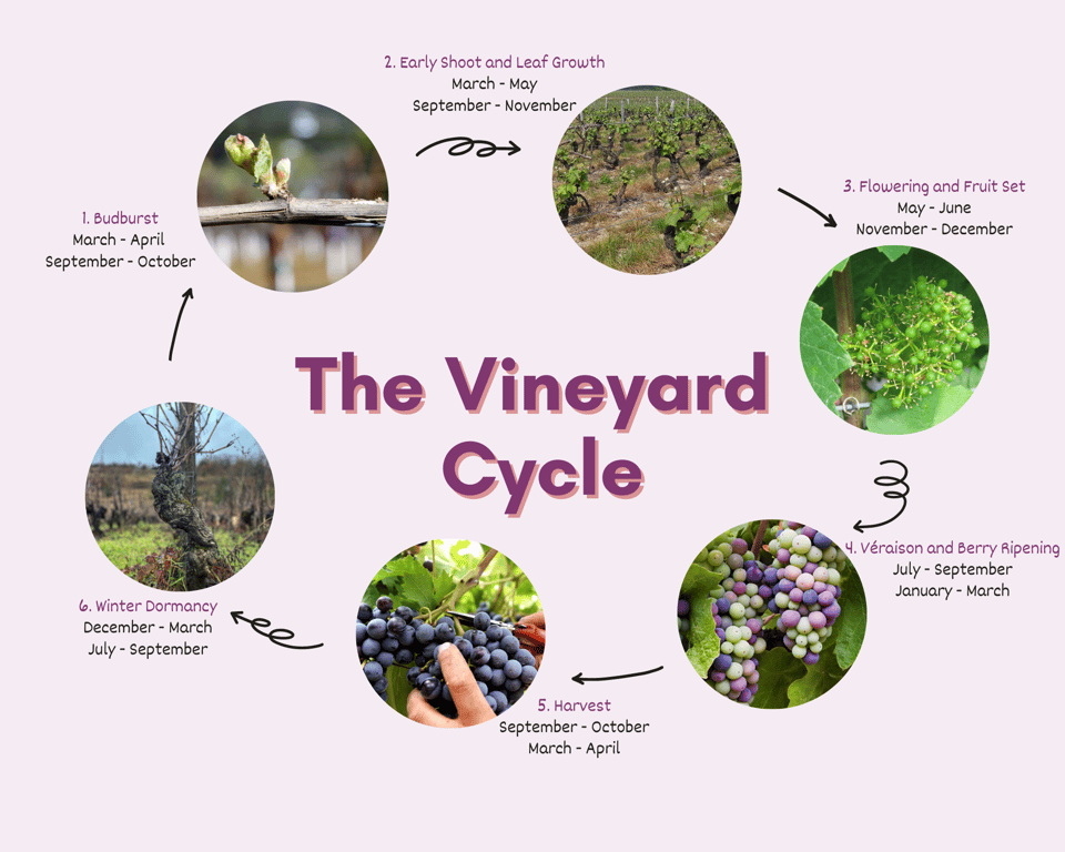 The Life Cycle of a Vine: From Youth to Maturity