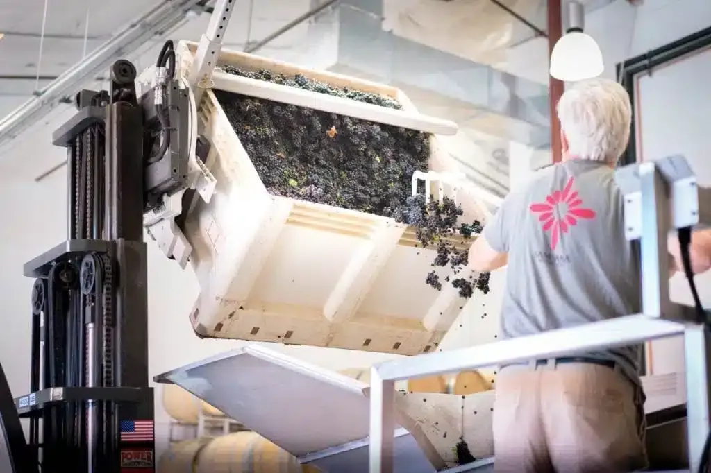 Wine Making process