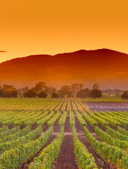 Explore why Bordeaux harvest dates keep moving earlier and how climate shifts affect wine, flavour, and travel