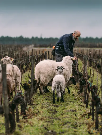 Spend a day in the Médoc exploring Bordeaux’s Left Bank through terroir, appellations, and tasting logic for wine lovers