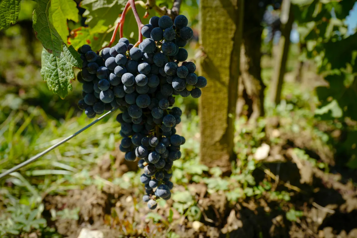 merlot 