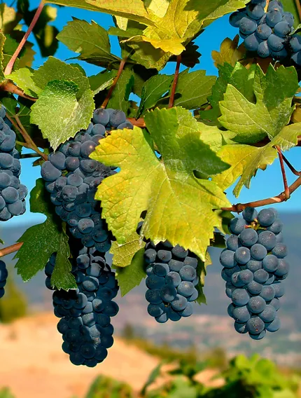 Discover why Merlot grows so well in Bordeaux’s clay soils and how terroir shapes flavour, structure, and ageing