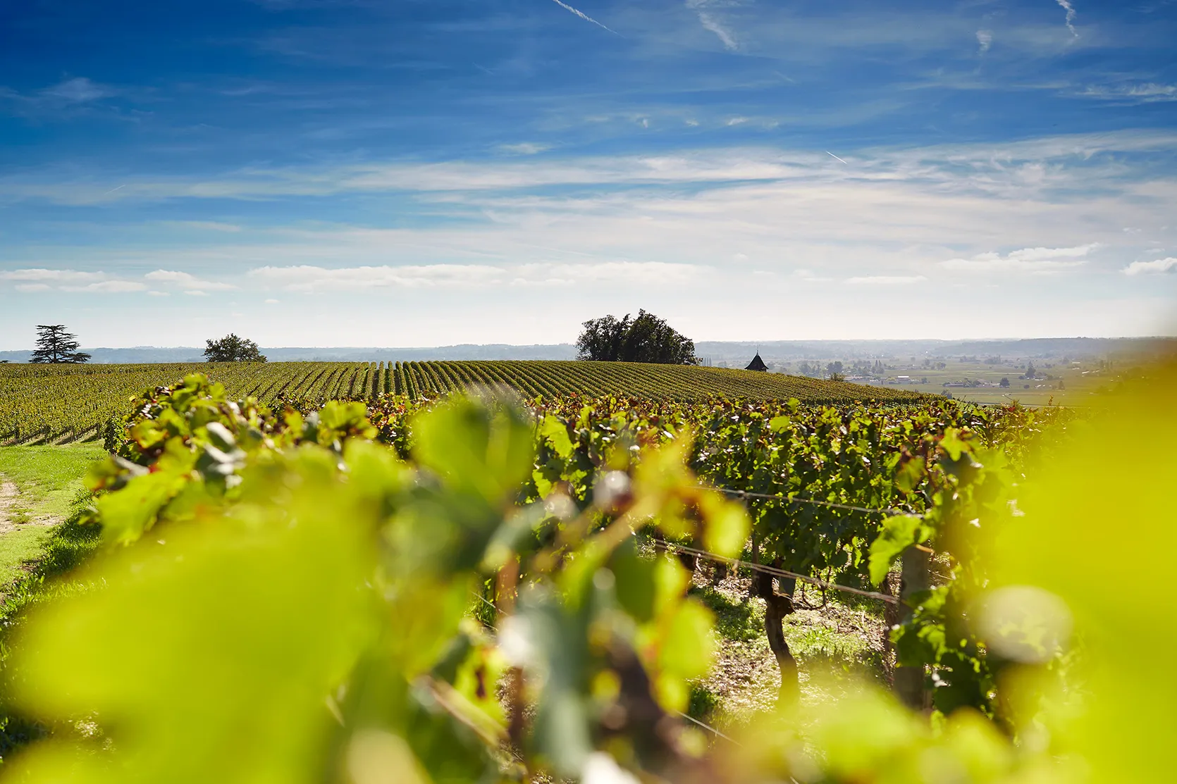 The Terroir and Vineyards