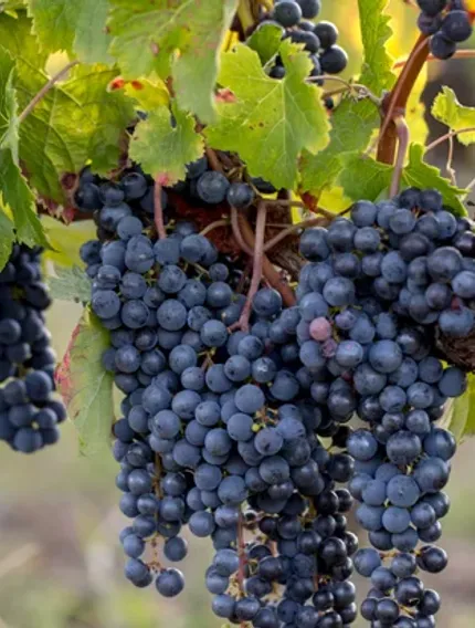 Discover how Cabernet Sauvignon defines Left Bank Bordeaux wines, from Médoc gravel soils to blending traditions, structure, and ageing potential