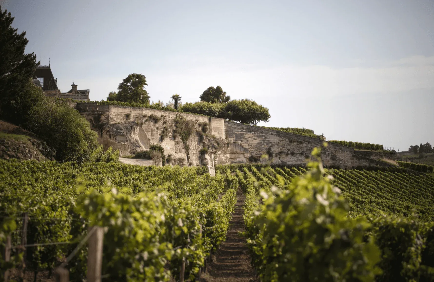 The Terroir and Vineyards