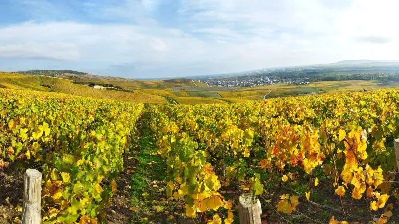 Champagne: Villages, Hierarchies, and the Art of Assembly