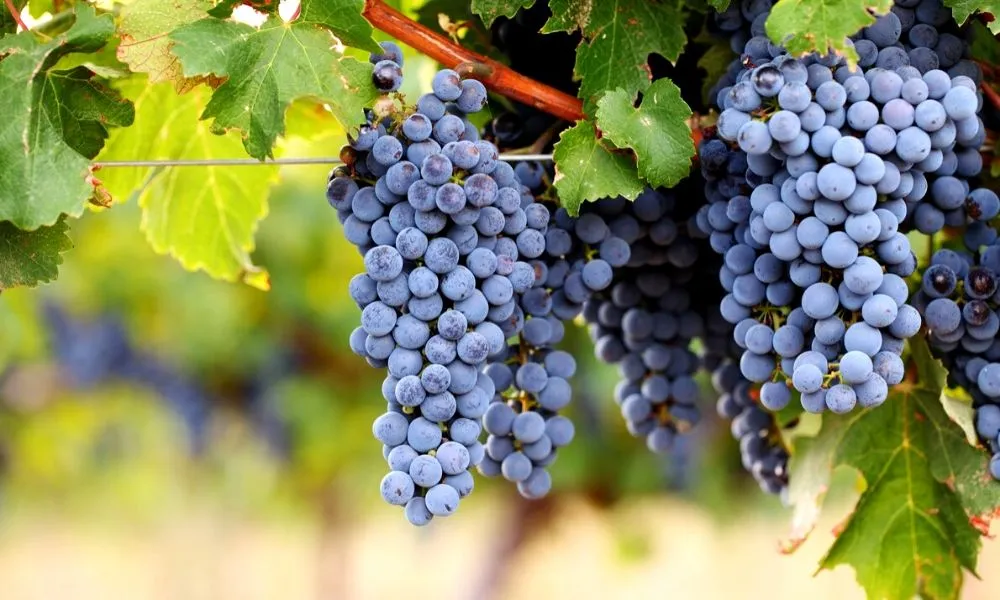 Cabernet Sauvignon and the Discipline of Restraint