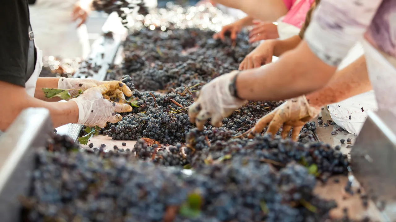 Sorting and Preparing the Grapes