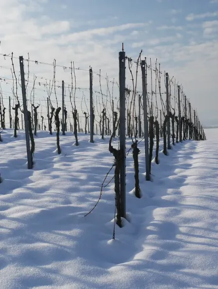 Photo of a bordeaux vineyard in the winter