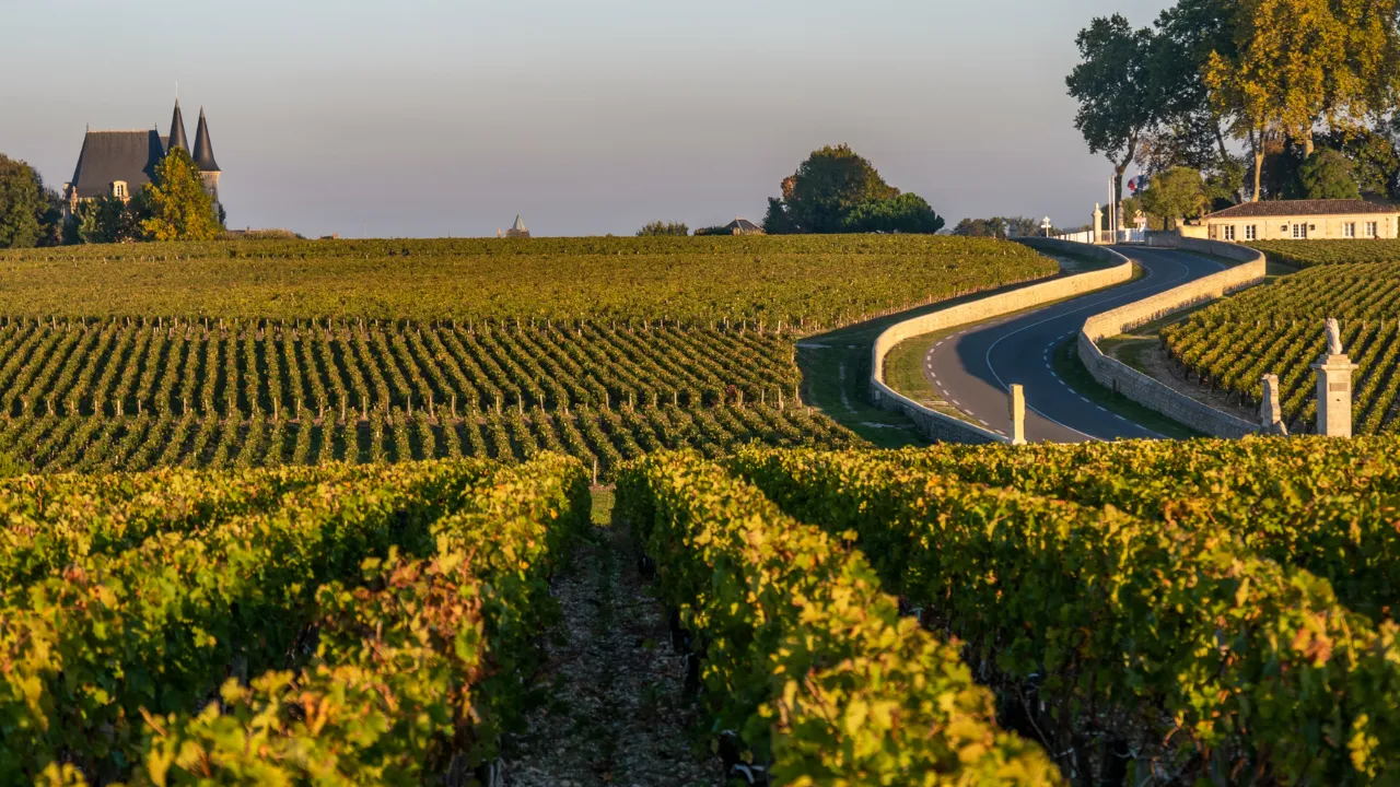 The Vineyards: Where Every Wine Begins