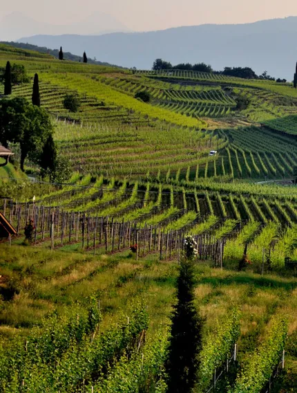 photo of Bordeaux Vineyards terrior