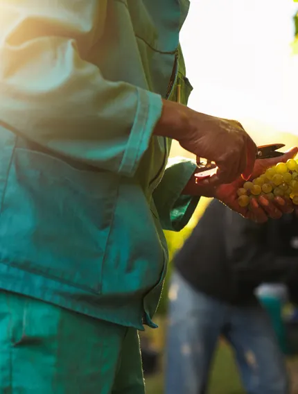 Discover how grape harvesting works in Saint-Émilion, from vineyard decisions and hand-picking Merlot to limestone terroir shaping Bordeaux wines