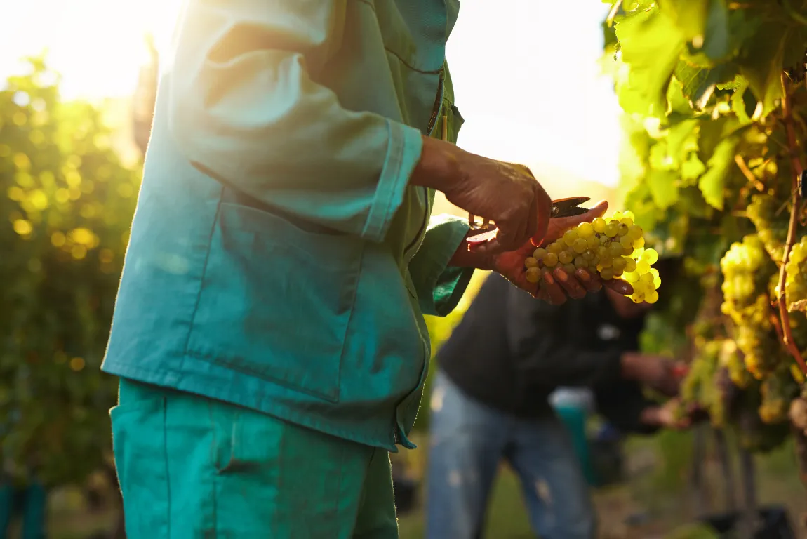 Bordeaux Harvests Through History