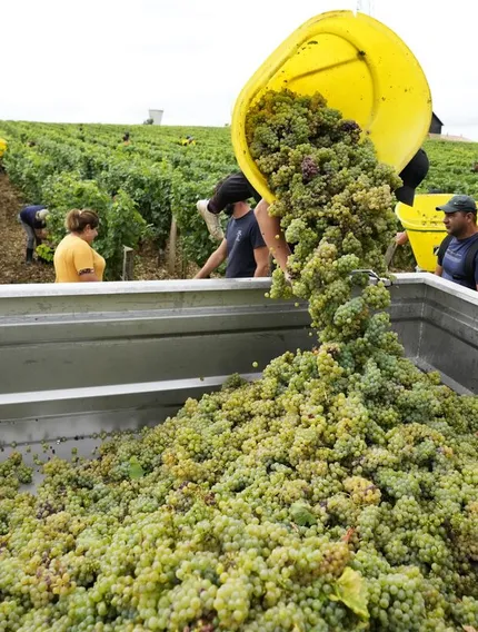 Explore the crisis confronting Bordeaux winegrowers as falling demand, oversupply, and rising costs force difficult decisions across the region.