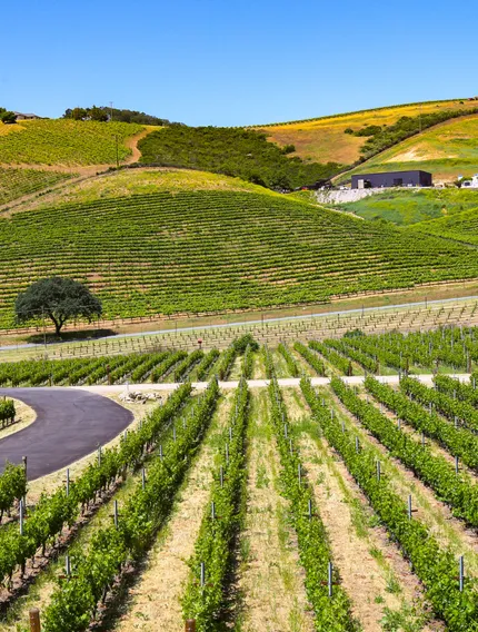 Explore Blaye and Bourg wines through terroir, river influence, and history, revealing Bordeaux’s overlooked Right Bank for wine lovers