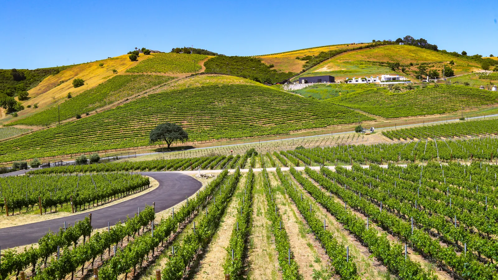 How Entre-Deux-Mers Fits Into a Serious Bordeaux Tasting Journey