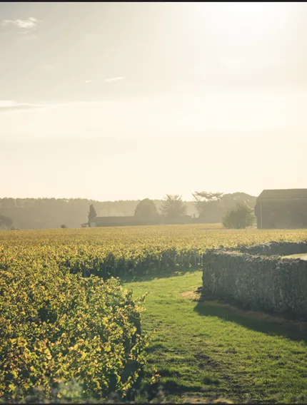 Explore Barsac sweet wines in Bordeaux, from noble rot harvests and limestone terroir to elegant flavours and exceptional ageing potential.