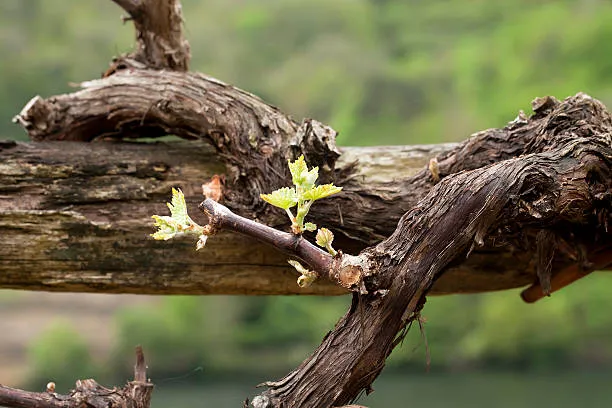 Merlot Vine