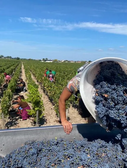 Explore the economic challenges facing Bordeaux winegrowers, from oversupply to declining demand and vineyard uprooting.