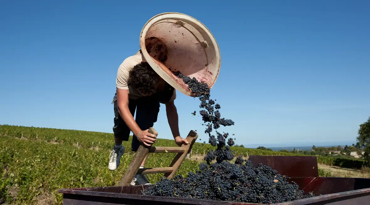 Harvest Timing Is a Philosophical Choice