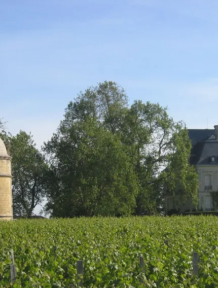 Discover the re-release of Château Latour 2012, its unique strategy, and why Pauillac wine lovers and travellers should explore it with Bordeaux Wine Pilgrim