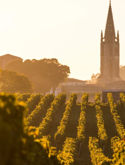 Discover how Bordeaux is embracing sustainability and hybrid vines. Explore vineyards adapting to climate change with Bordeaux Wine Pilgrim’s expert wine tours.