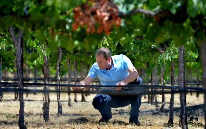 Adaptation in the Vineyard and Cellar