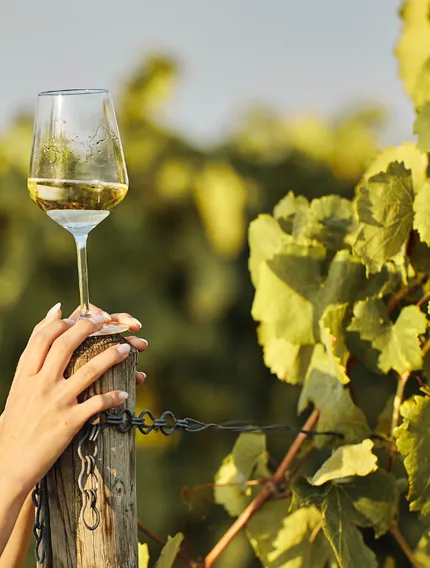 The 2025 French Wine Harvest