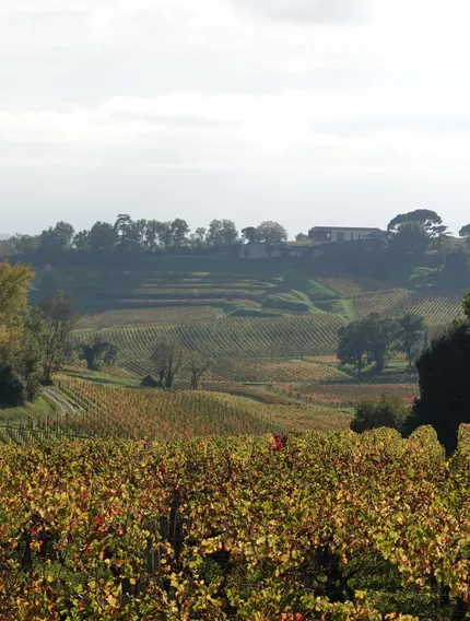 Discover how climate change is altering the taste, balance, alcohol, and style of Bordeaux wines, and how producers are adapting in the vineyard and cellar.