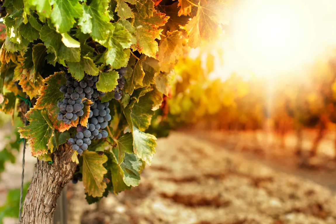 A Climate Shift Favouring the Vines