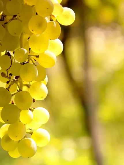 Explore Sauvignon Blanc in Bordeaux, its citrus aromatics, blending with Sémillon, and how it shapes the fresh character of Bordeaux white wines