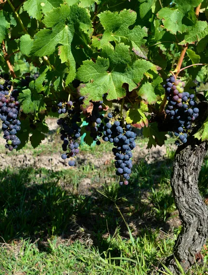 Discover what defines Bordeaux First Growths, from the 1855 Classification to terroir, structure, and long-term ageing potential.