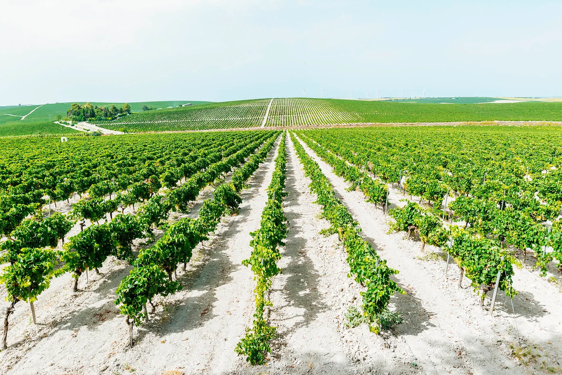 Limestone: Freshness, Tension, and Precision