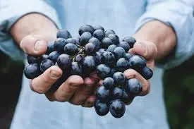Pétillant Naturel: Bordeaux’s Modern Spark