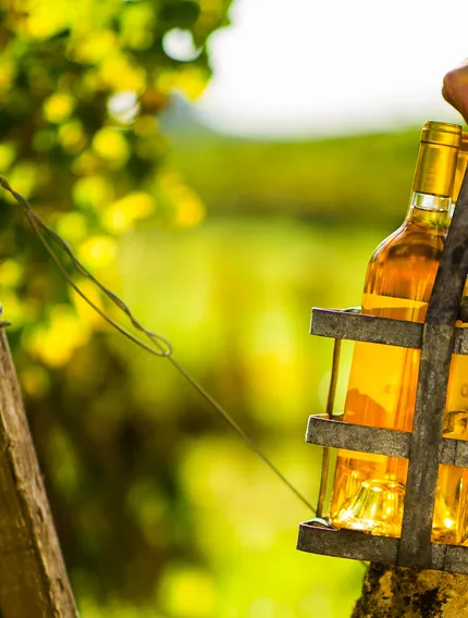 Explore Sauternes wines in Bordeaux, from noble rot and river climate to ageing potential and why these sweet wines are globally unmatched.